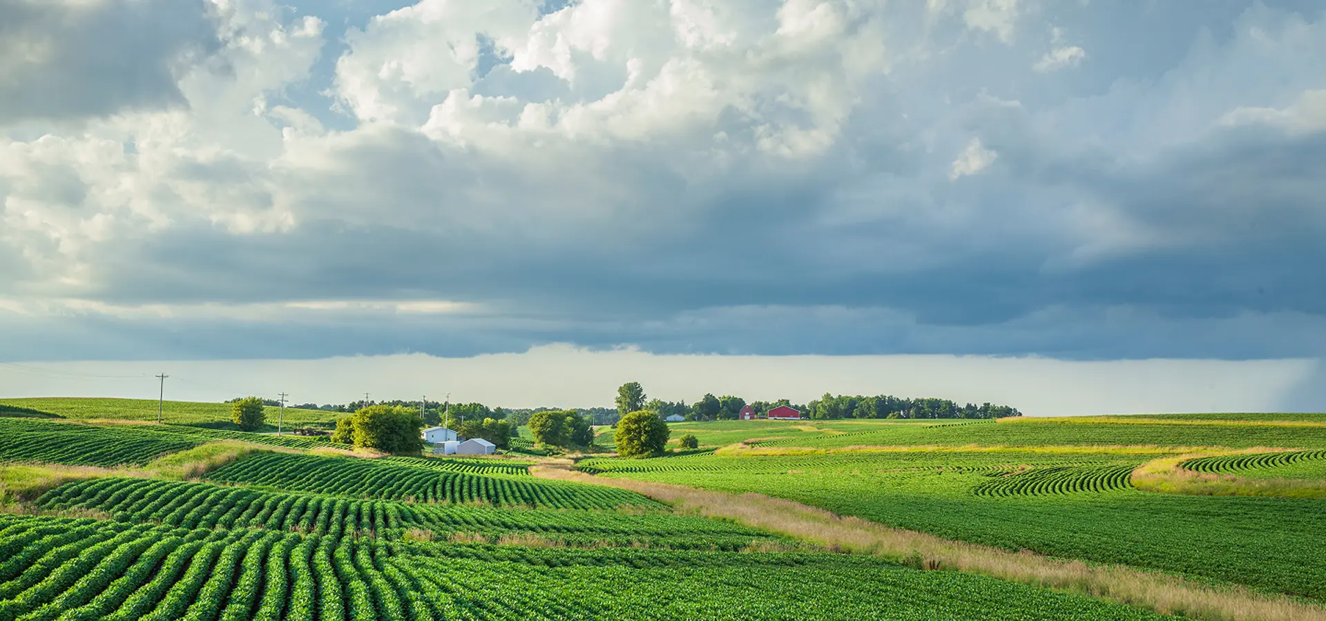 Green crop fields under a cloudy sky